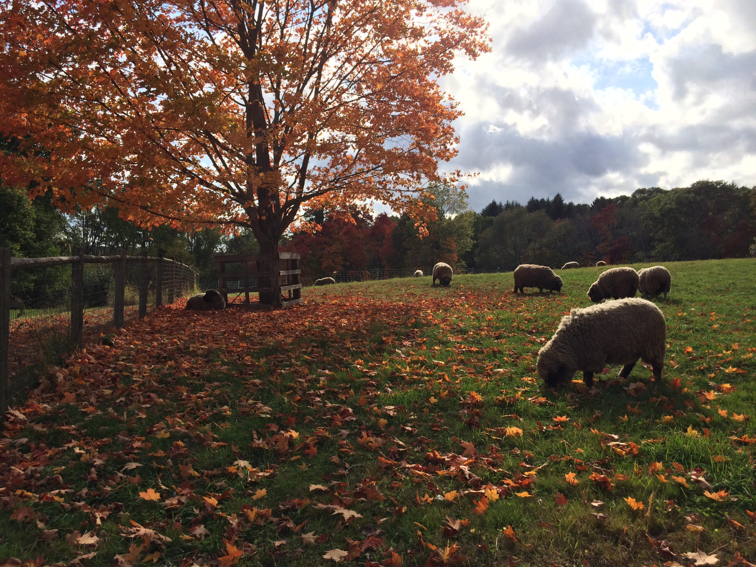 Drumlin Farm